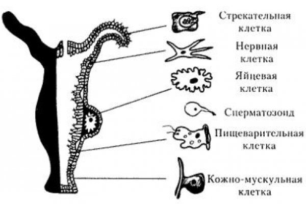 Как восстановить пароль на кракене